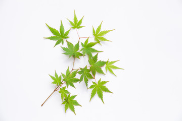 白背景の青もみじ