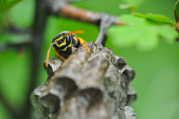 Wasp on honeycomb. Wasp get out from honeycombs