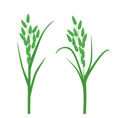 Fototapeta premium Grass seeds. Vector illustration of an isolated on white background.