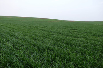 green wheat field,