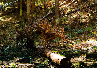 Fallen trees after a hurricane in the mountains, travel concept in the wild, copy space, closeup