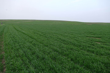 green wheat field,