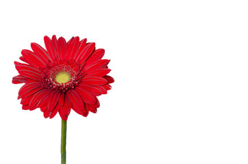 Orange Gerbera flower on the white background