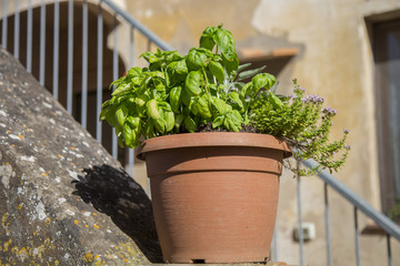 closeup of vase with planted basil
