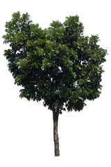 Pterocarpus macrocarpus.Tropical tree.Tree Isolate On White Background.