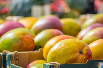 ripe sweet mangoes in boxes at an outdoor retail fruit stall