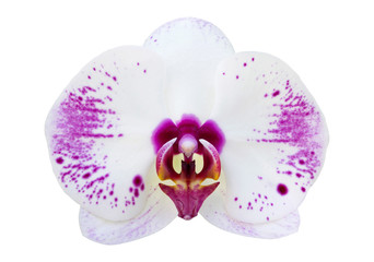 White phalaenopsis orchid flower isolated on white with clipping path