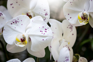 white phalaenopsis orchid flower - obrazy, fototapety, plakaty