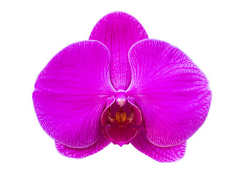 Purple phalaenopsis orchid flower isolated on white with clipping path