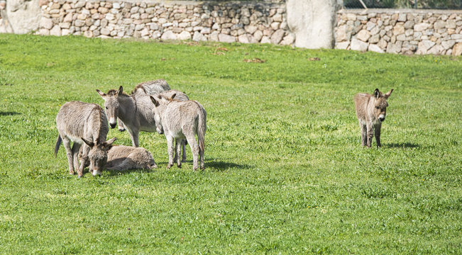 donkey on the italian island of sardinia