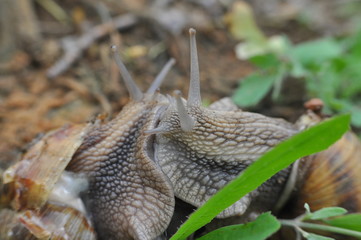 Couple of snails mating. Snails in their love dance