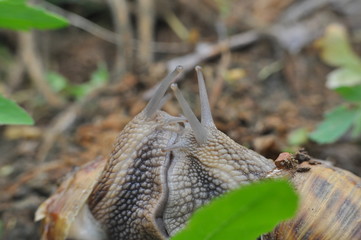 Couple of snails mating. Snails in their love dance