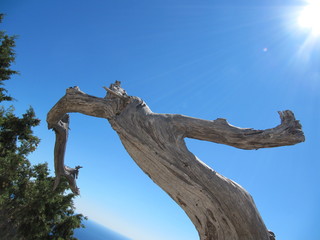 Fototapeta na wymiar Tree trunk on blue sky background