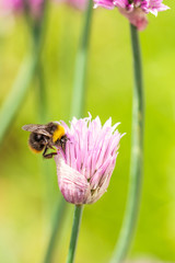 Nice small pink bloom of chive herb with little bumble-bee