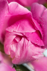 Part of a pink peony close-up.