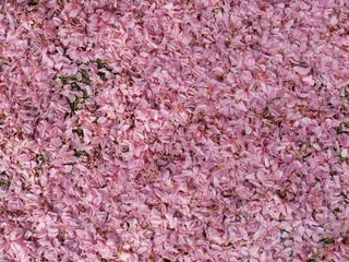 Mandelblütenblätter