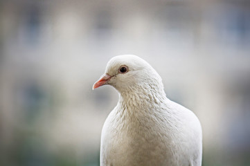 White-feathered pigeon sitting in city