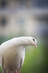 White pigeon bending head