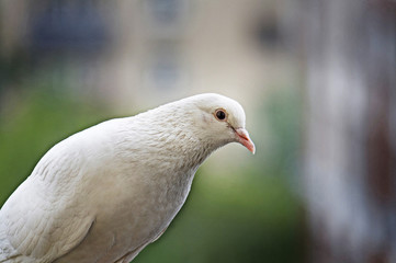 Obraz premium White pigeon on blurred background