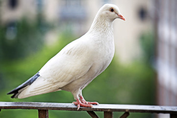 White dove on metal fence