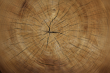 Background of tree saw cut