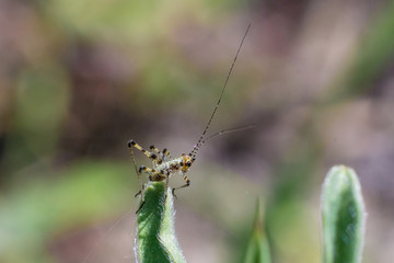 INSECT ON A PLANT
