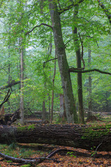 Obraz premium Broken old large oak and misty stand in background