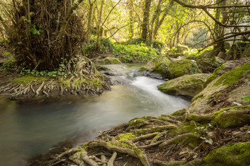 long exposure of a stream in the natural park of "Monte Gelato" 40 km away from Rome, Italy