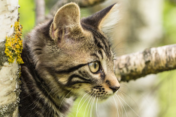 Portrait d'un jeune chat