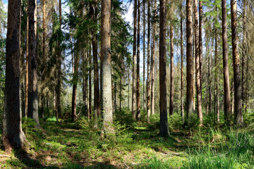 Obraz premium Old coniferous stand in summer morning