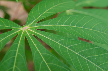 Closeup of green leaves