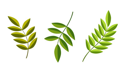 Green leaves have a white background.