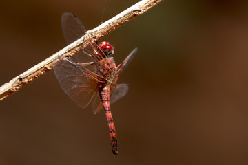 Dragonfly resting on branch