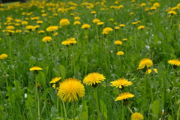 flower yellow plant garden summer green