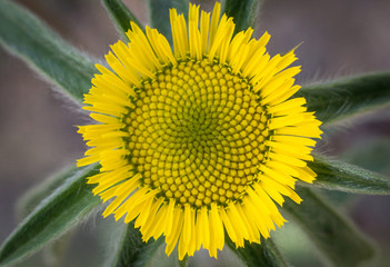 YELLOW FLOWER MACRO