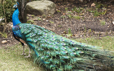 Obraz premium Peacock turns and looks at camera