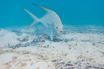 Snub-nosed dart (Trachinotus blochii) swimming in couple with Smallspotted dart (Trachinotus...