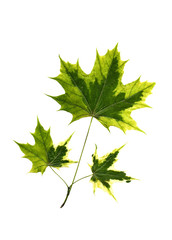 a sprig of three maple leaves bright autumn colors on a white isolated background