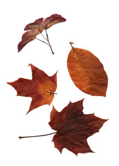 set of different autumn leaves bright colors on white isolated background