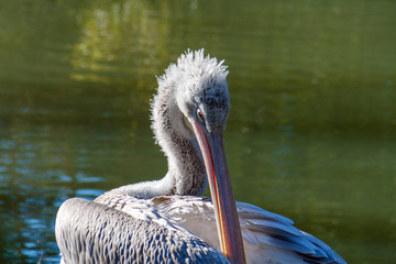 Pelican near the water preening its feathers.