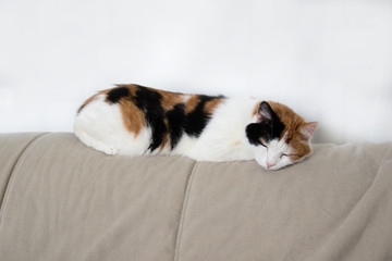 three-colored cat lying on the beige couch