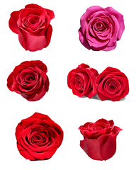 flower rose petal blosspm background
