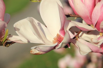 Magnolia