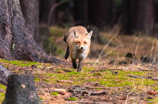 Jumping red fox. Running Red Fox, Vulpes vulpes, at green forest. Wildlife scene from Europe. Orange fur coat animal in the nature habitat. Action scene with red fox. Beautiful fox in the forest.