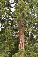 A big tree in the park. Coniferous forest. Forestry.