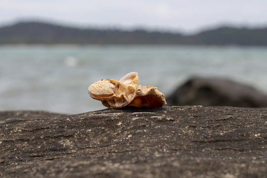 Fototapeta Sea shell on volcanic stone by the seaside. Relaxing sea view and seashell. White shell on black stone near sea