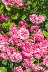 Obraz premium Blossom of roses of pink color background