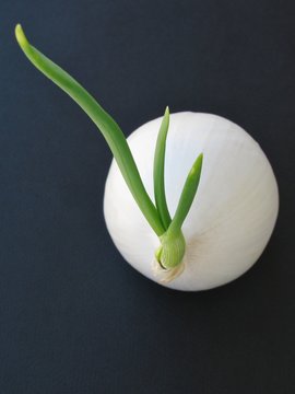 Still Life Close-up Of Large, Round White Onion With Spring Green Shoots On Black Background