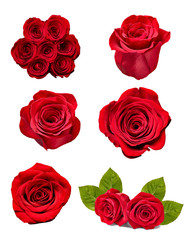 flower rose petal blosspm background