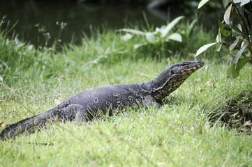 a monitor lizard in the jungle